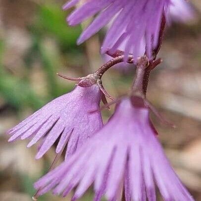 Soldanella alpina Кветка