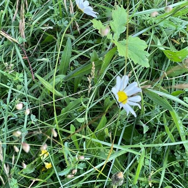 Anthemis arvensis Liść