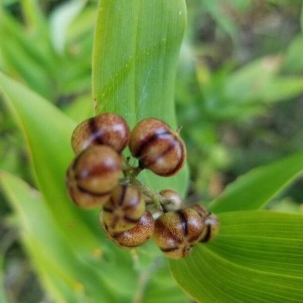 Maianthemum stellatum Frutto