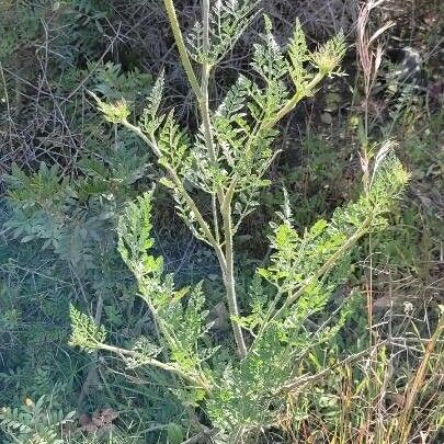 Daucus carota Хабит