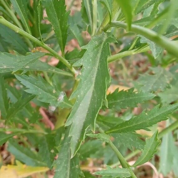 Lepidium virginicum Fuelha