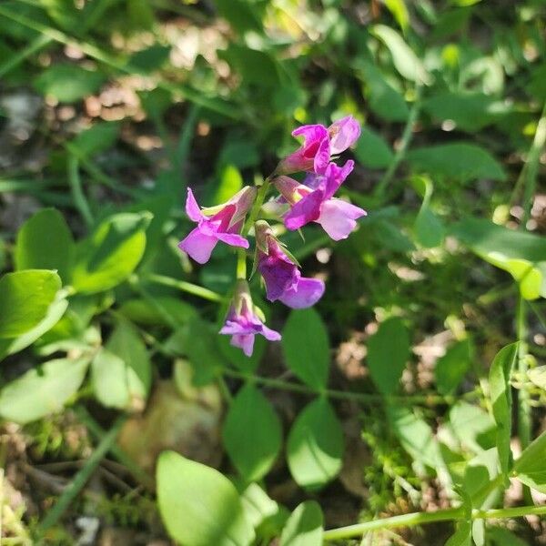 Lathyrus japonicus Λουλούδι