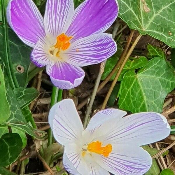 Crocus versicolor Flor