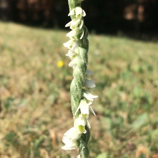 Spiranthes spiralis Flower