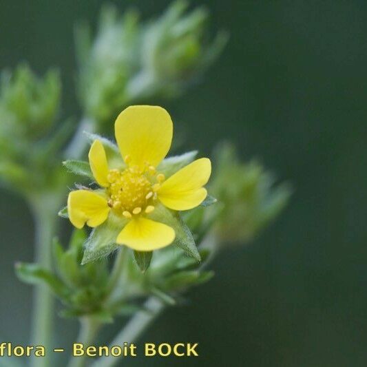 Potentilla intermedia Flower