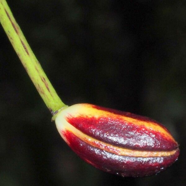 Clematepistephium smilacifolium Frucht