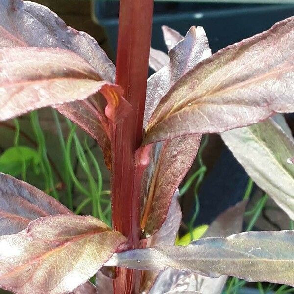 Lobelia cardinalis বাকল