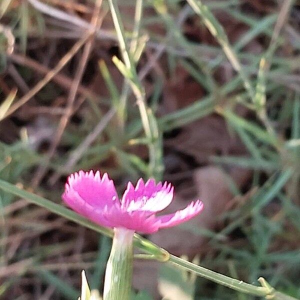 Dianthus scaber 花