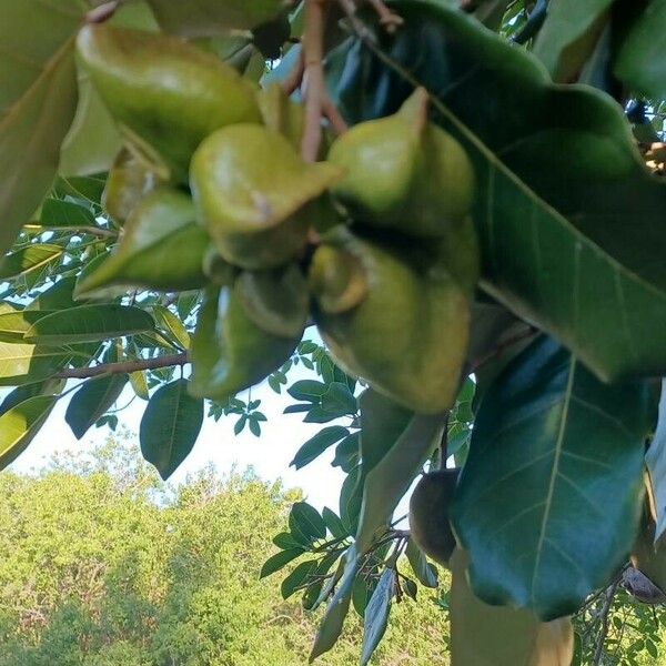 Heritiera littoralis Fruit