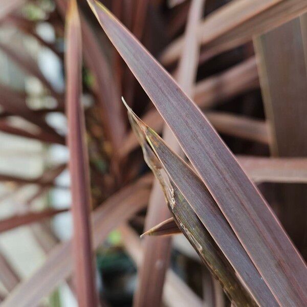 Cordyline australis ഇല