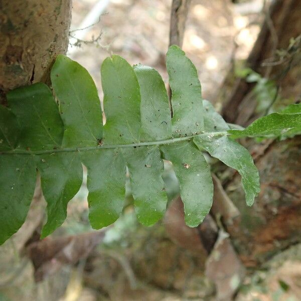 Arthropteris palisotii Blatt