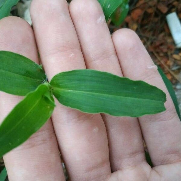 Murdannia nudiflora Φύλλο