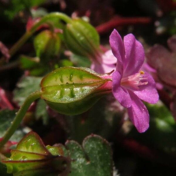 Geranium lucidum Blomst