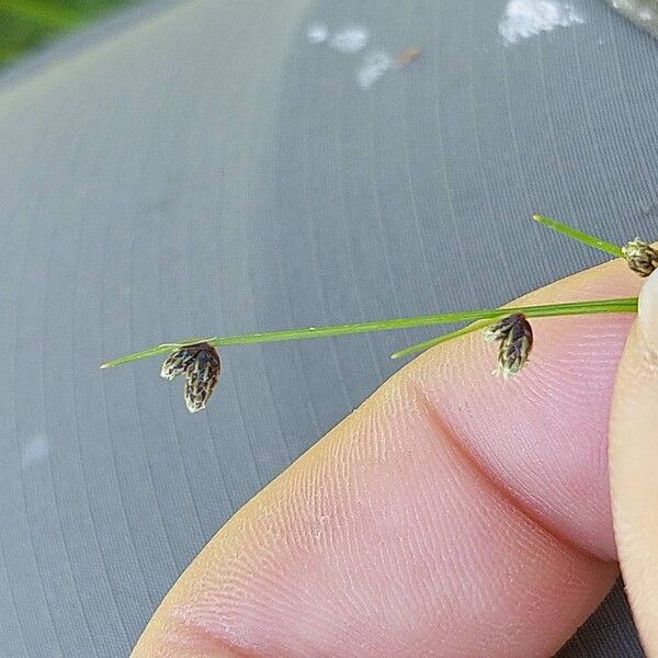 Isolepis setacea Flower