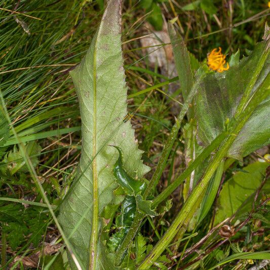 Senecio doronicum Leaf