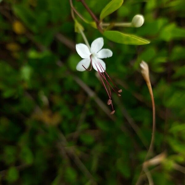 Volkameria inermis Flor