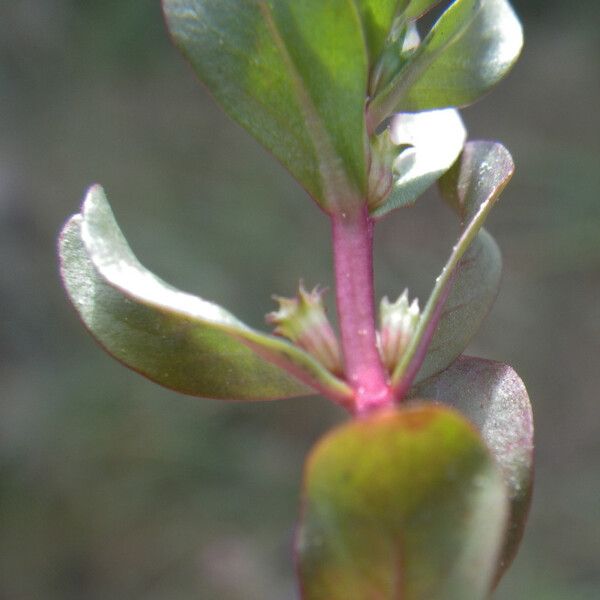 Lythrum borysthenicum Blüte