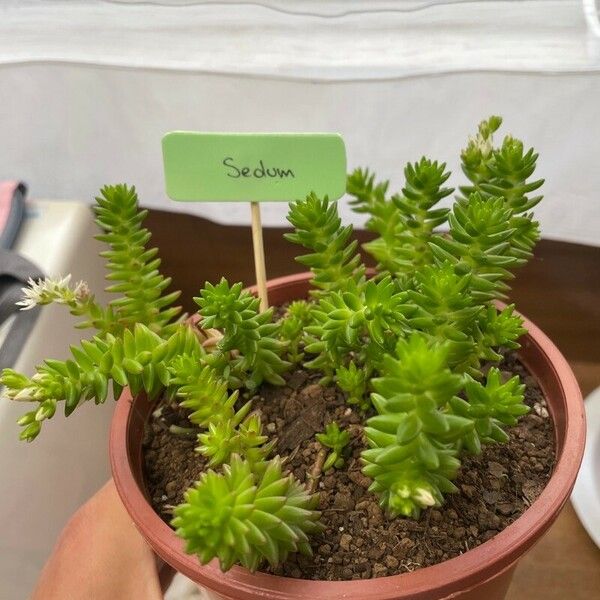 Sedum sexangulare Φύλλο