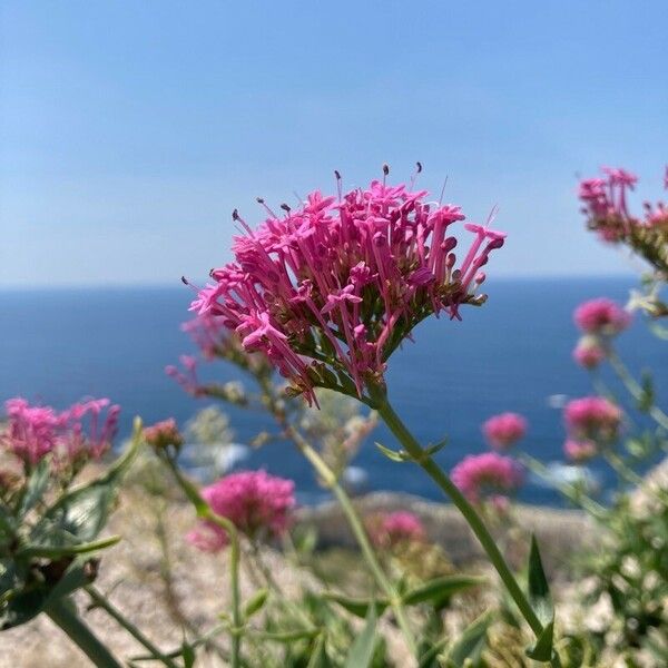 Valeriana lecoqii Flor