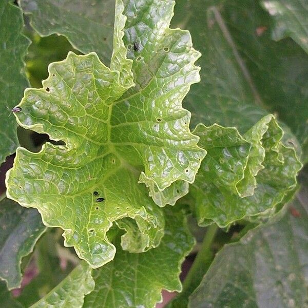 Brassica juncea Levél