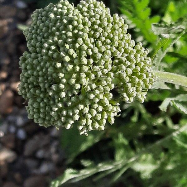 Achillea filipendulina 花