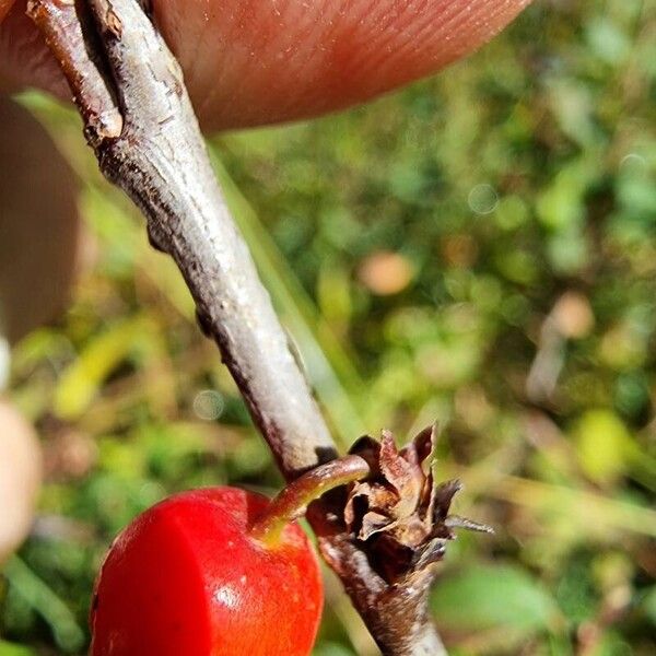 Cotoneaster integerrimus Gyümölcs