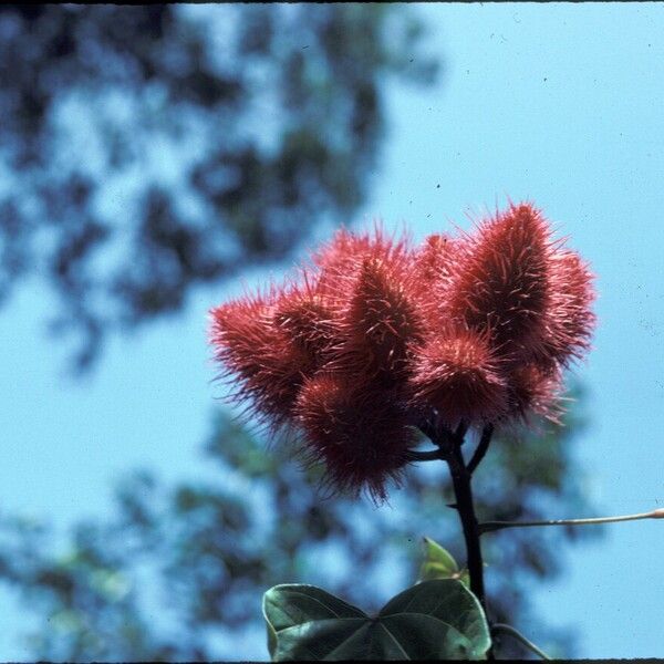 Bixa orellana Frucht