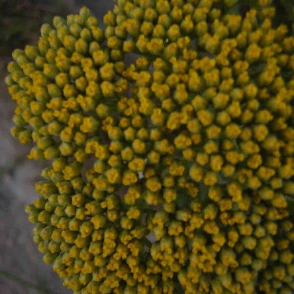 Achillea filipendulina Flower