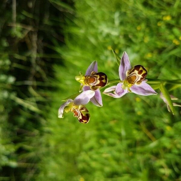 Ophrys apifera ᱵᱟᱦᱟ