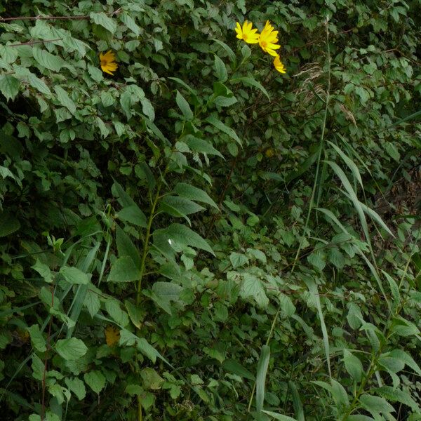 Helianthus strumosus Plante entière