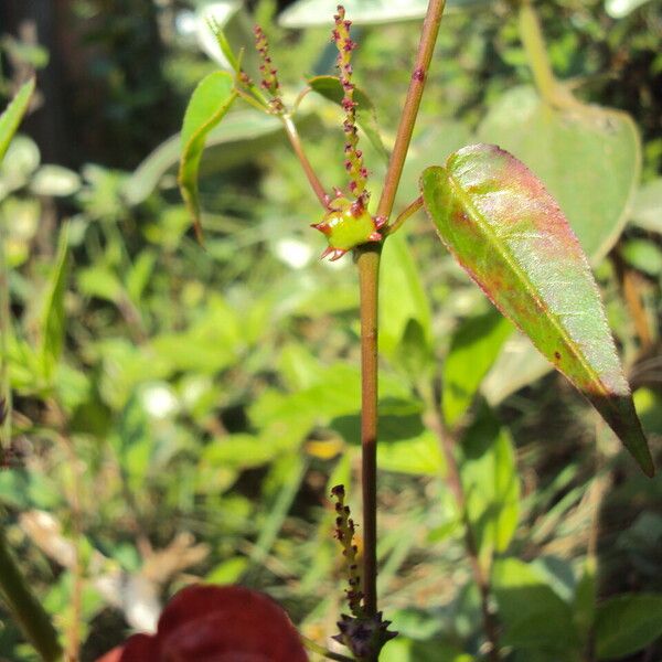 Microstachys corniculata Frucht