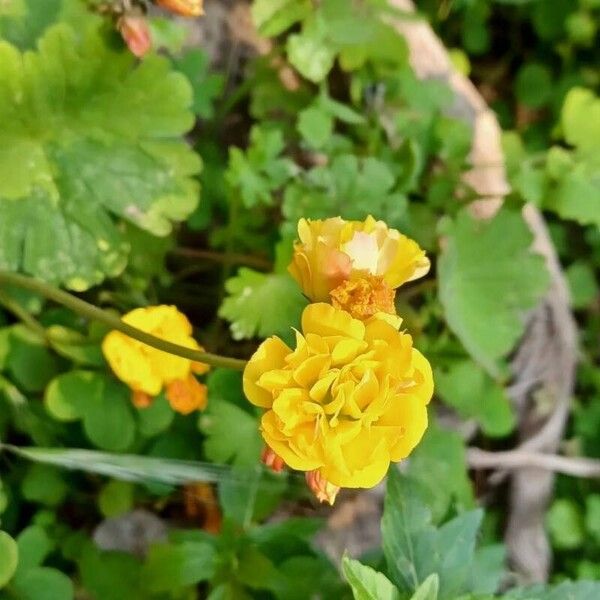 Sonchus ustulatus Blomma