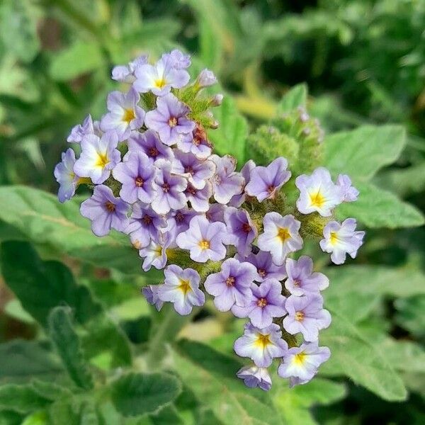 Heliotropium amplexicaule Blüte