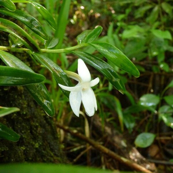 Angraecum ramosum Цветок