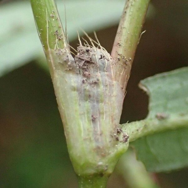 Persicaria minor Bark