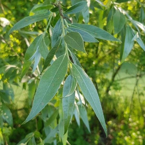 Salix alba Ліст