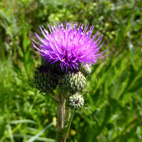 Cirsium monspessulanum फूल