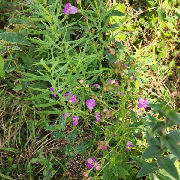 Agalinis tenuifolia ফুল