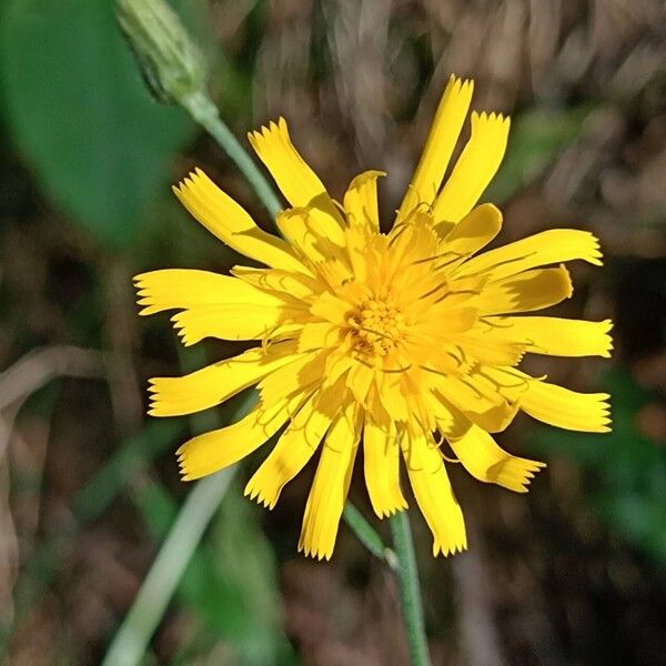 Hieracium lachenalii Flower