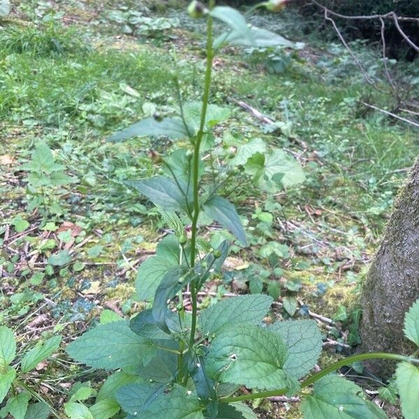 Scrophularia nodosa ശീലം