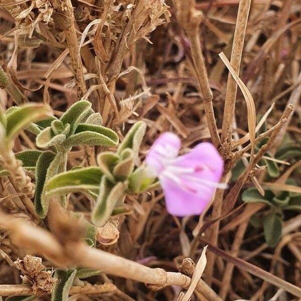 Dicliptera napierae Lehti