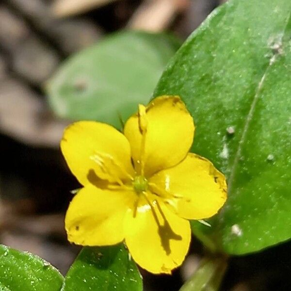 Lysimachia nemorum Blüte