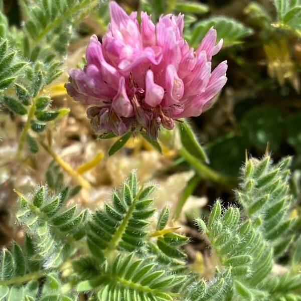 Anthyllis montana Floare