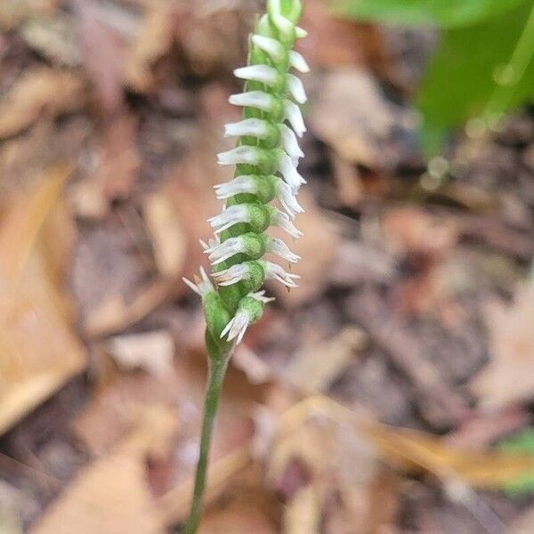 Spiranthes ovalis Blomma