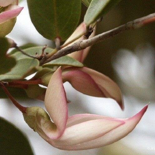 Arthroclianthus deplanchei Kvet