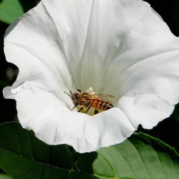 Calystegia sepium Квітка