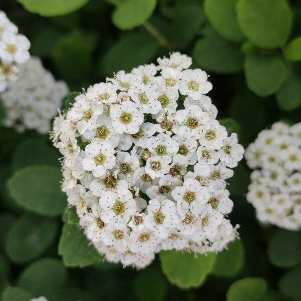 Spiraea chamaedryfolia Flor