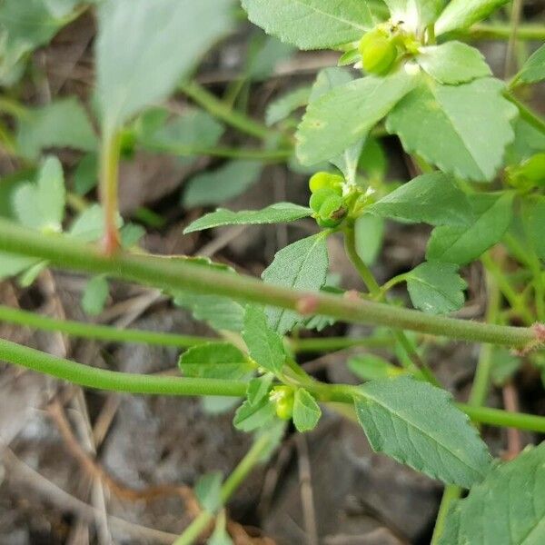 Euphorbia davidii Kaarna