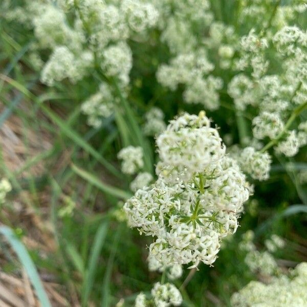 Galium album Flower