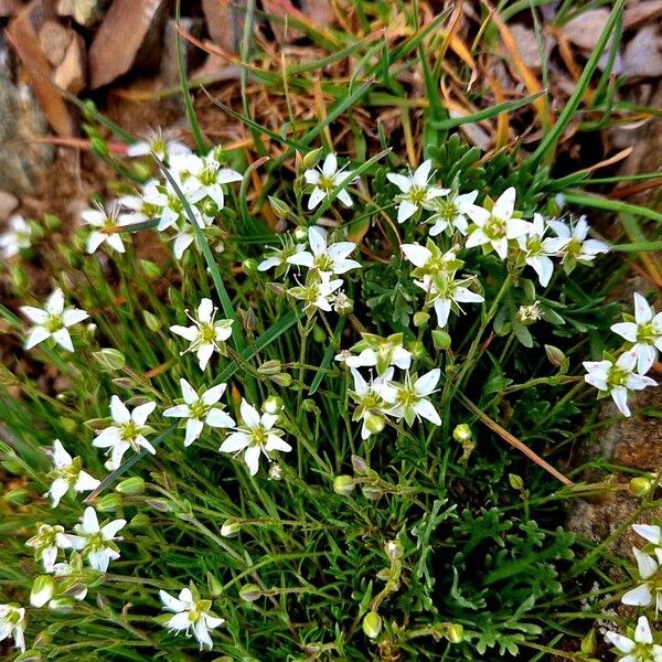 Sabulina verna Hábito